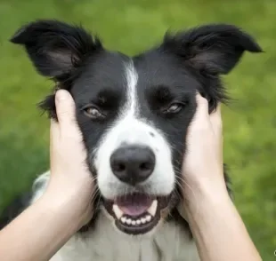 Os cães podem manifestar diversas emoções que são comuns aos humanos