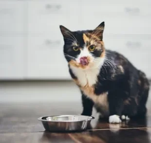 Gato não quer comer por causa do calor? Saiba como lidar com isso!