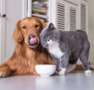 A alimentação do cachorro e gato é bastante diferente. Saiba como funciona o paladar de cada um!