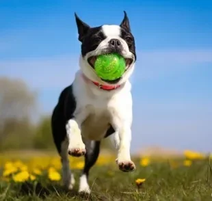 Brincar com cachorro pode ser muito divertido! Saiba mais sobre esportes, passeios e brinquedos para cães