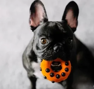 Brinquedos para distrair cachorro: das bolinhas recheadas aos mordedores