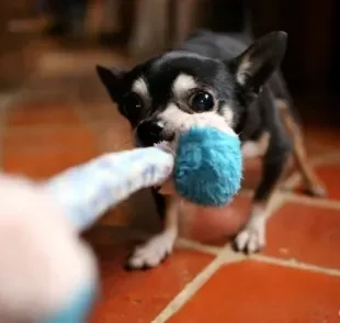 Cabo de guerra: cachorro adora e pode ter diferentes experiências com a brincadeira