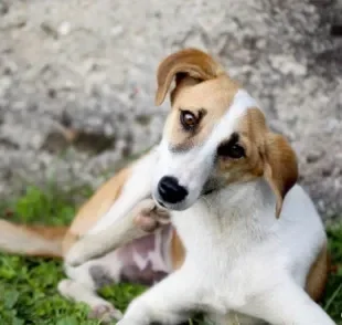 Alergia em cachorro: saiba mais sobre a dermatite de contato