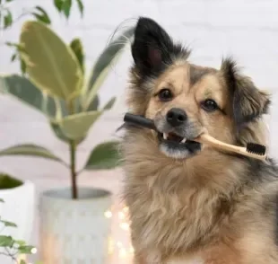 Saiba como tirar mau hálito de cachorro