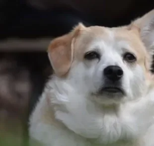 Cachorro com orelha caída pode ser motivo de preocupação. Veja o por quê