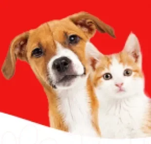 Confira dicas de como adaptar e melhorar a relação de um cachorro e gato