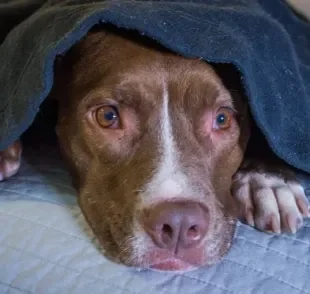 Tem um cachorro com muito medo de pessoas, outros animais, barulhos e objetos? Saiba como lidar!