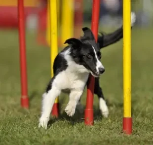 O agility, também chamado de circuito para cachorro, é uma ótima forma de exercitas cães. Saiba mais sobre o esporte!