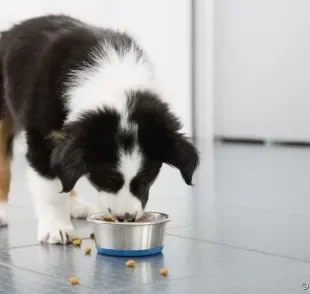A alimentação do cachorro é fundamental para manter a saúde do seu pet. Saiba o motivo!