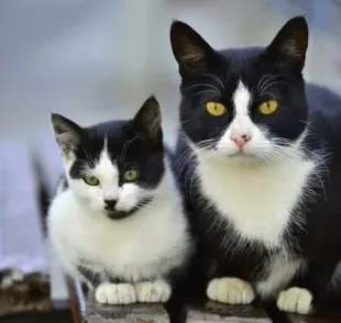 Não sabe como apresentar gato filhote a um gato adulto? Confira algumas dicas!