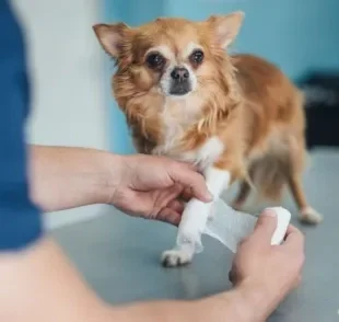 Veja algumas dicas de como tratar ferida de cachorro a seguir 