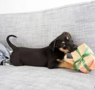 Veja opções de presente para cachorro que seu pet irá amar