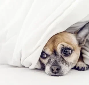 O cachorro com dor de estômago pode apresentar sintomas como letargia e prostração