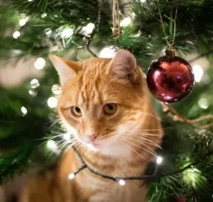 Gatos e árvores de Natal: saiba como proteger os enfeites e o seu amigo de quatro patas