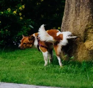 Xixi de cachorro: você sabe identificar quando seu pet quer ir ao banheiro? Veja algumas dicas!