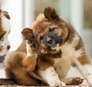 Saiba como tirar carrapato da orelha do cachorro com segurança