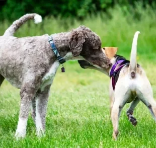 Descubra por que um cachorro cheira o outro a seguir!