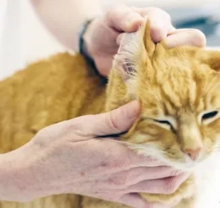 Limpar orelha de gato é fundamental para o bem-estar e saúde do seu pet