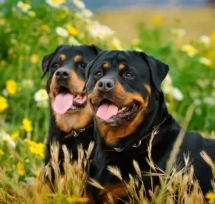 A raça de cachorro Rottweiler já foi conseiderada a mais obediente do mundo