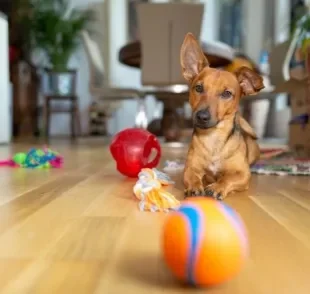 Conheça alguns brinquedos para cachorro ideias para certas perosnalidades caninas