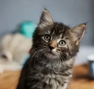 Gato com gases: saiba o que fazer para evitar essa situação