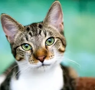 A icterícia em gatos geralmente está associada a outras doenças. Saiba mais sobre o problema!