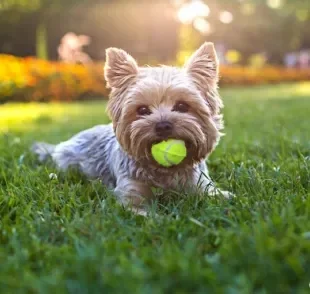 O arremessador de bola para cachorro é diversão garantida