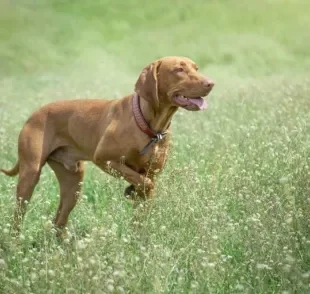 Luxação de patela em cães é um problema sério, e que pode deixar o animal mancando