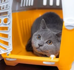 A caixa de transporte para gatos é uma forma segura de levar o seu pet para qualquer lugar