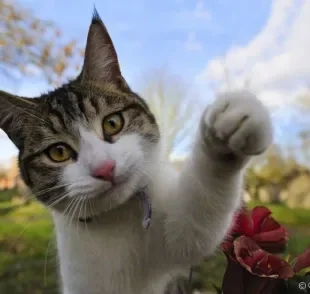 A doença da arranhadura do gato pode ser transmitida para humanos por meio das unhas do felino