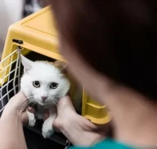 Da caixa de transporte para gatos aos brinquedos: veja os acessórios preferidos dos tutores