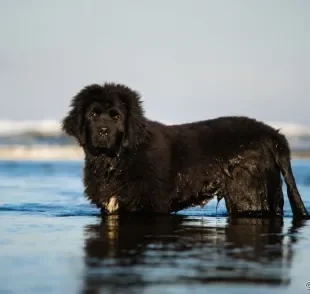 Do Terra Nova ao Golden Retriever: confira algumas raças de cachorro que adoram nadar