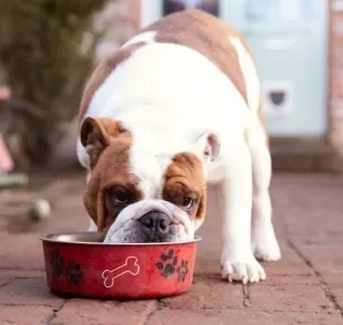 Saiba a diferença entre a ração urinária para cães e a ração para cachorro com problema renal