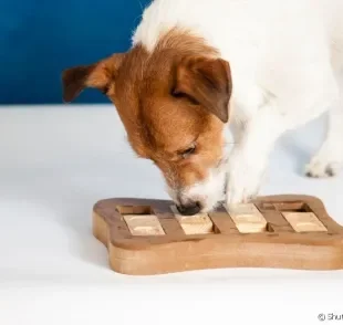 Já conhece o quebra-cabeça para cachorro? Saiba mais sobre esse brinquedo!