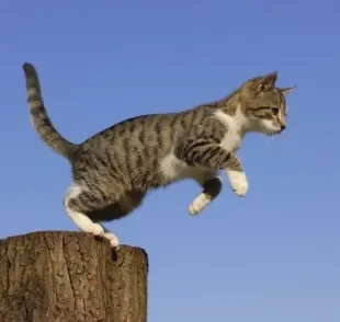 Você já ouviu falar na síndrome do gato paraquedista? Saiba mais sobre o problema!