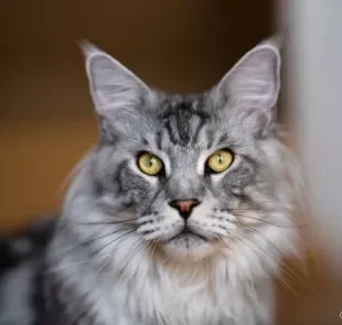 Os gatos da raça Maine Coon podem parecer intimidadores, mas são muito dóceis e amigáveis