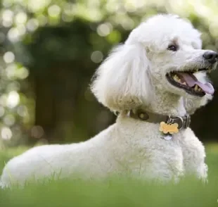 O Poodle é um cãozinho único e capaz de alegrar qualquer ambiente