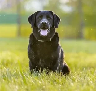 Raças de cachorro preto: do Labrador ao vira-lata, saiba quais são os cães que possuem essa cor de pelagem