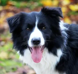 O Border Collie é uma das raças de cachorro mais inteligentes que existe. Veja o que esses cães podem fazer