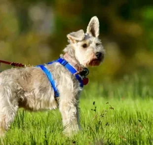 Cuidados com cachorro: dos passeios à vacinação, veja o que você não pode esquecer