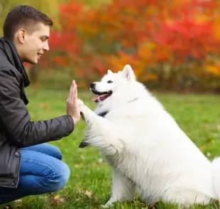 O adestramento de cães consegue corrigir comportamentos e também ensinar truques e comandos de obediência