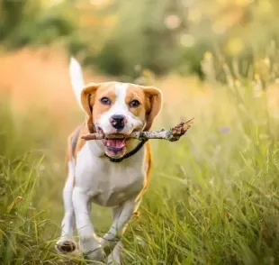 Jogar graveto para cachorro é uma brincadeira segura?