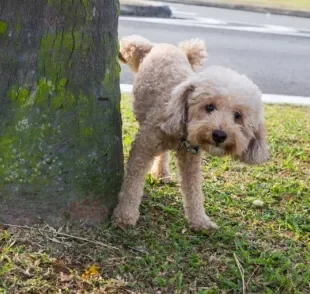 É normal o cachorro castrado marcar território?