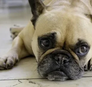 Cachorro sem apetite, emagrecendo e com problemas gastrointestinais são sinais de estresse