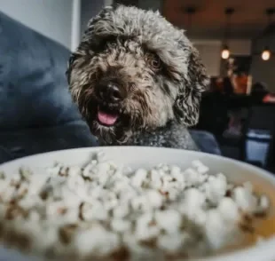 Será que pode dar pipoca para cachorro? Descubra!