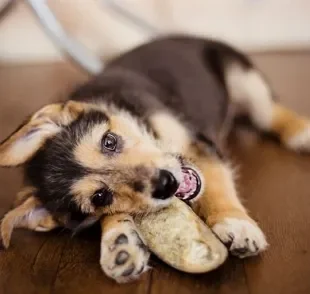 Entenda os benefícios e perigos do casco de boi para cachorro