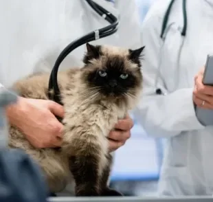 É super normal o gato ficar estressado na ida ao veterinário por conta do ambiente diferente