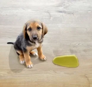 Cachorro fazendo xixi fora do lugar depois de mudar de casa? Saiba como corrigir esse comportamento!