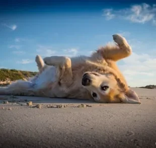 Entenda como ensinar o cachorro a fingir de morto e rolar