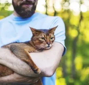 Veja dicas de como segurar um gato corretamente
